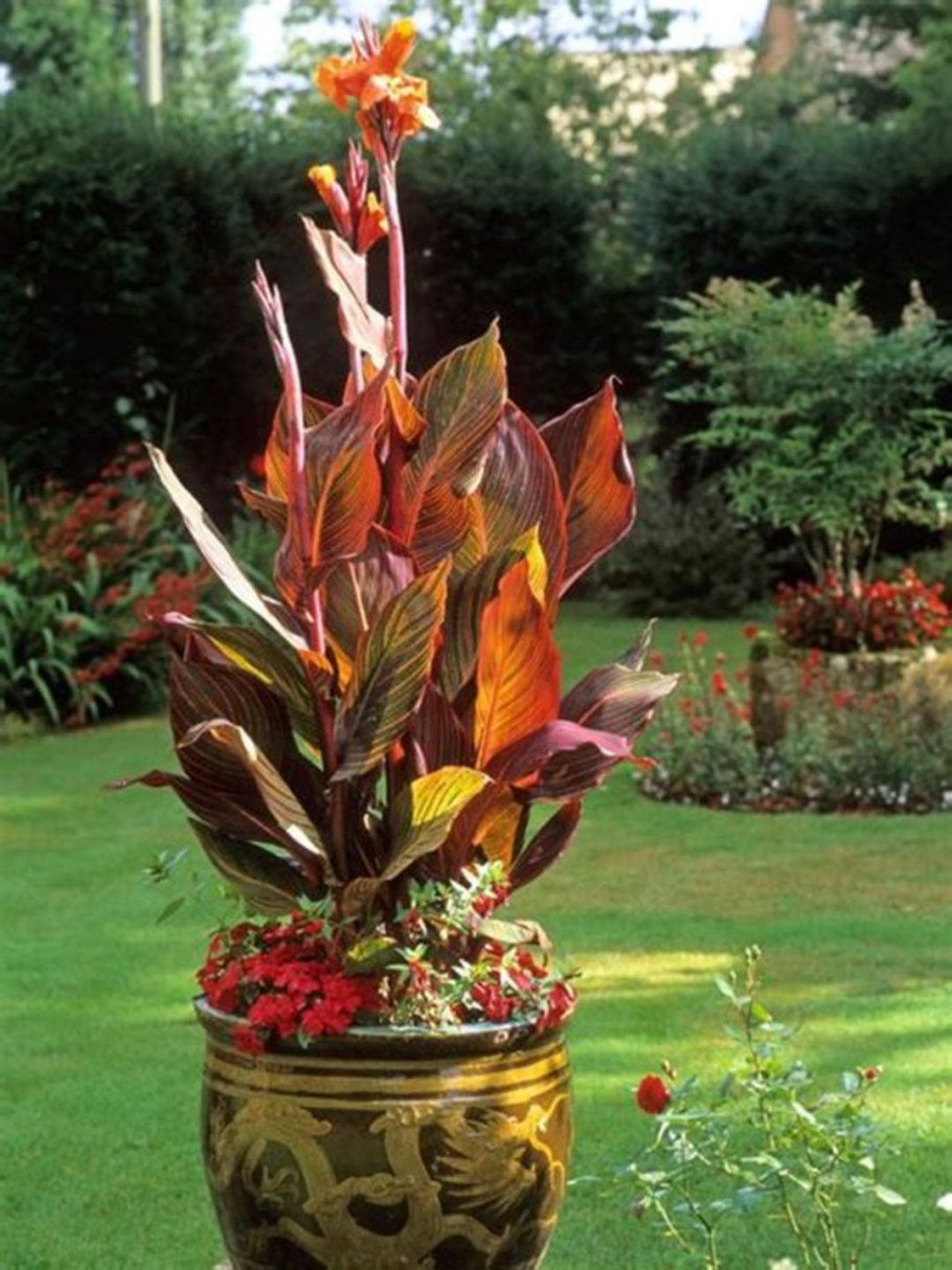 .Канна Durban (Дурбан) .