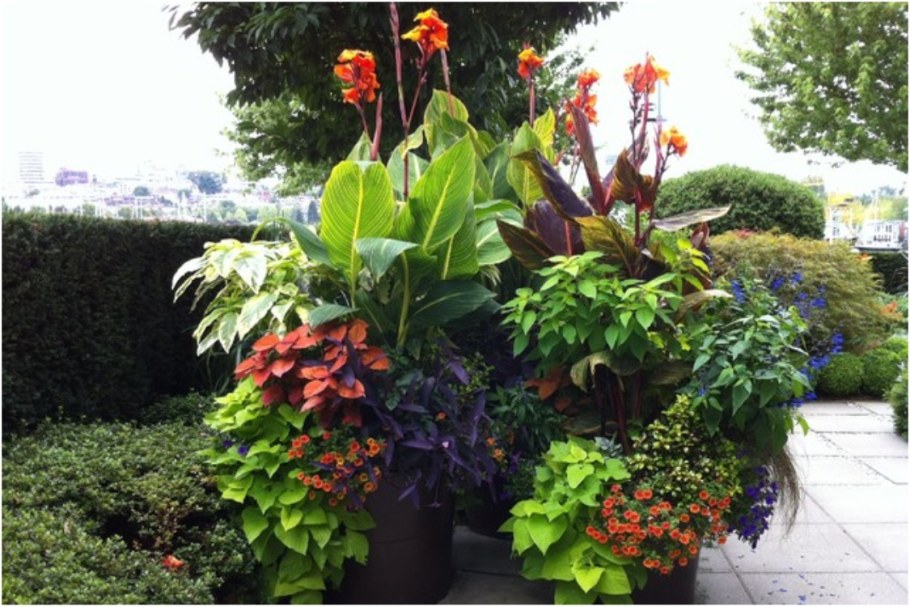 Канна на клумбе