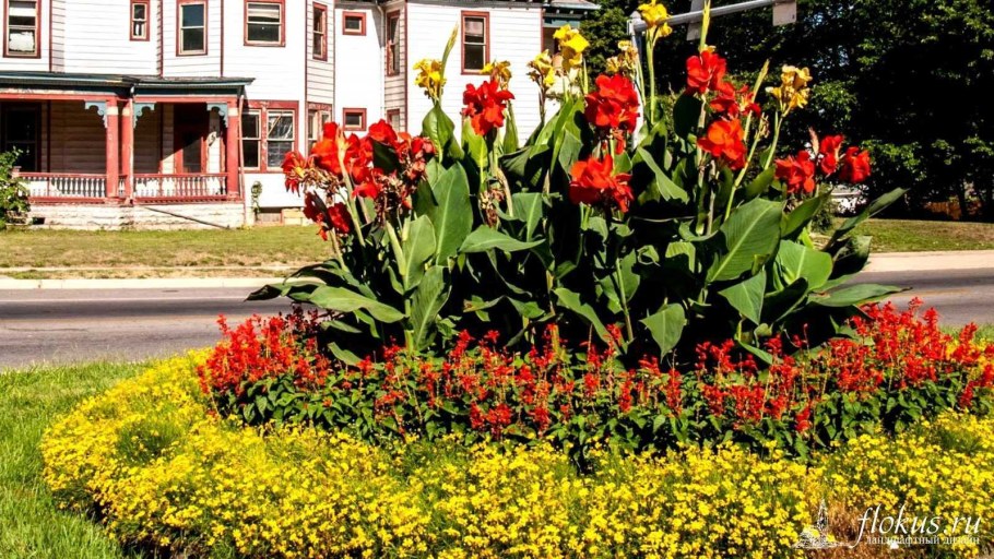 Канна индийская в цветниках