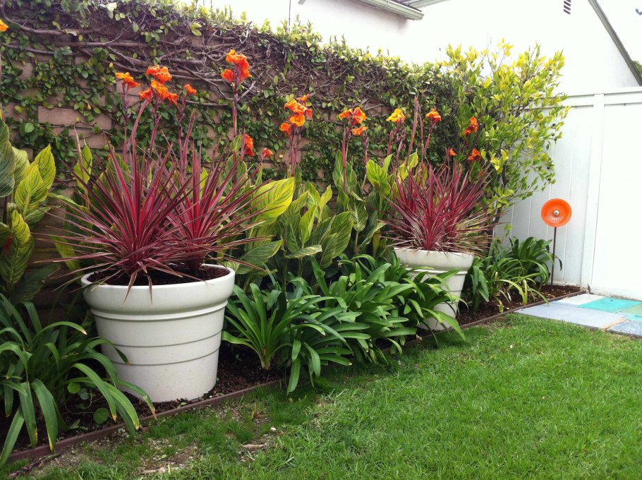 Цветы Канна в клумбе