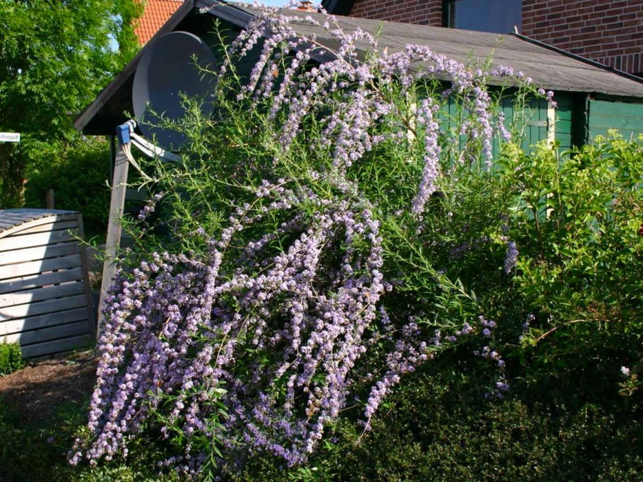 Буддлея Давида Вистерия Лейн