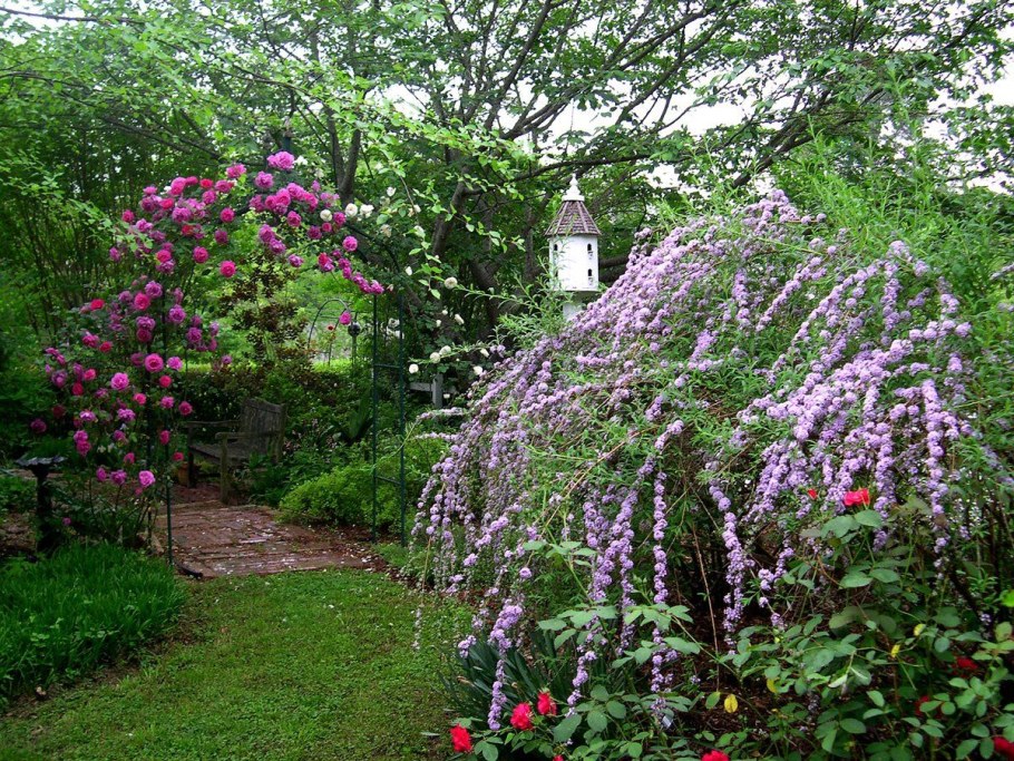 Спирея будлея