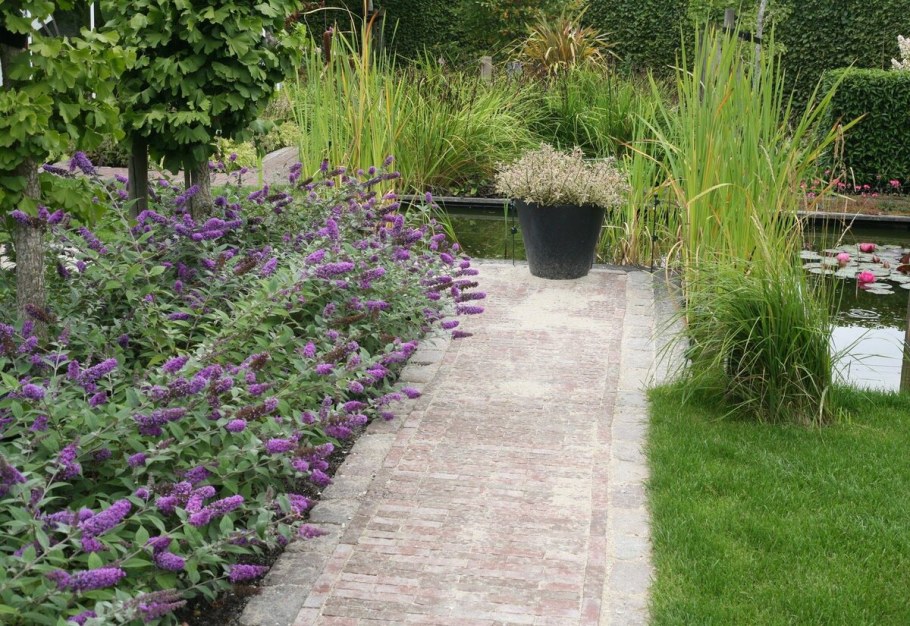 Буддлея Давида в ландшафтном