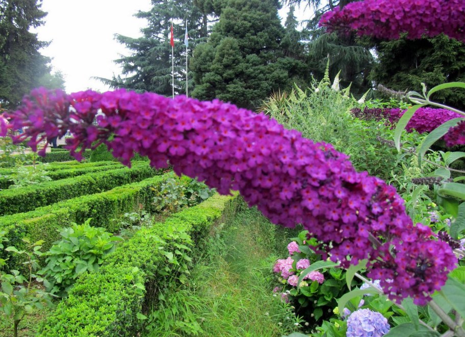 Будлея Давида