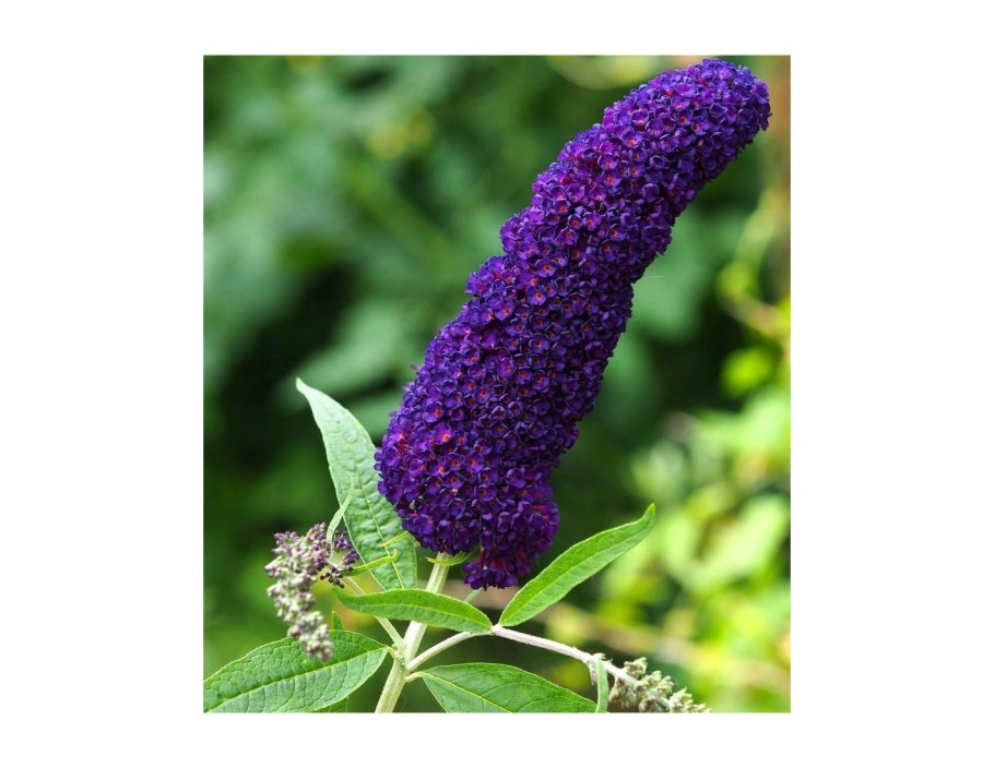 Кустарник Давида будлея