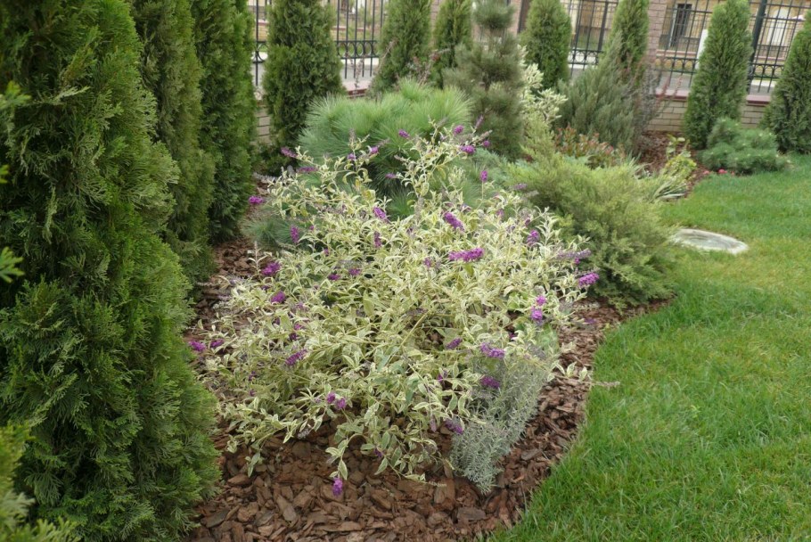 Кустарники вейгела Буддлея