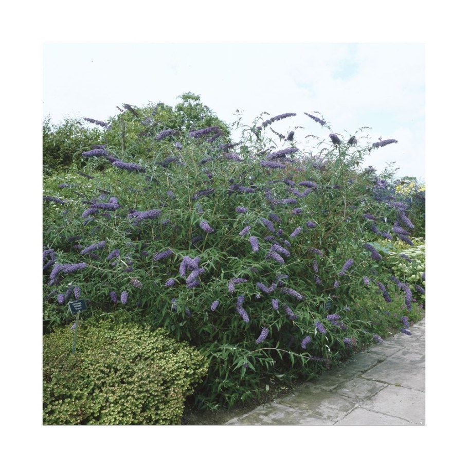 Буддлея Давида Африкан Квин