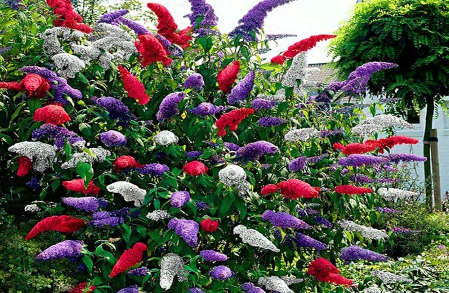 Буддлея адонис Блю