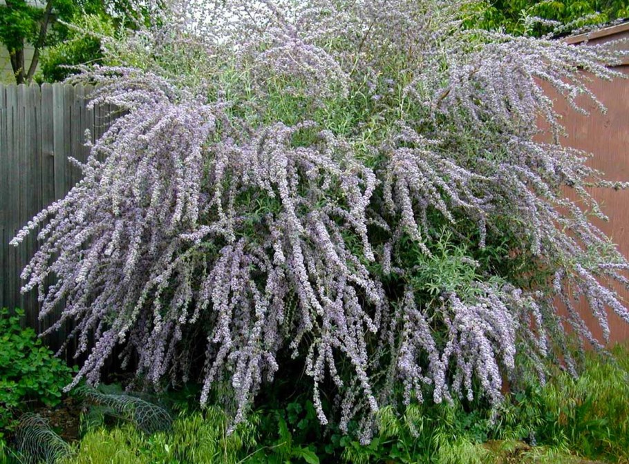 Ива ползучая "argentea" ("Аргентеа")