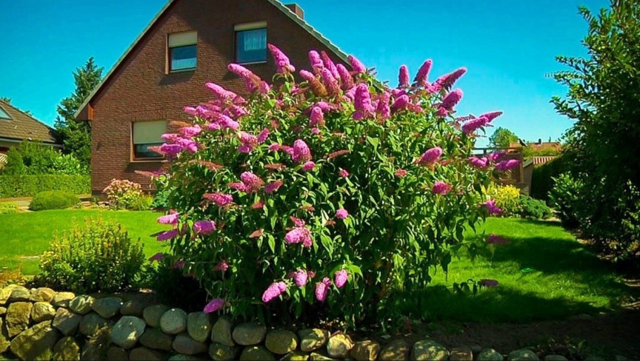 Буддлея Давида Пинк Делайт