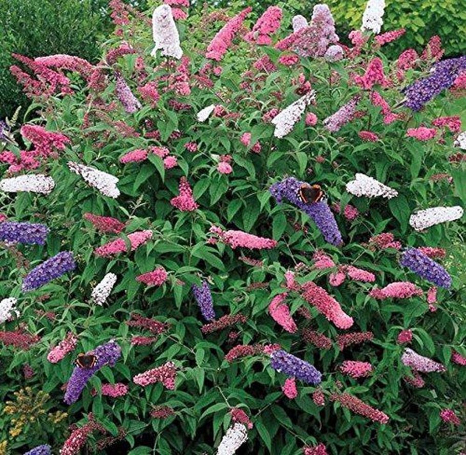 Канадская сирень Буддлея