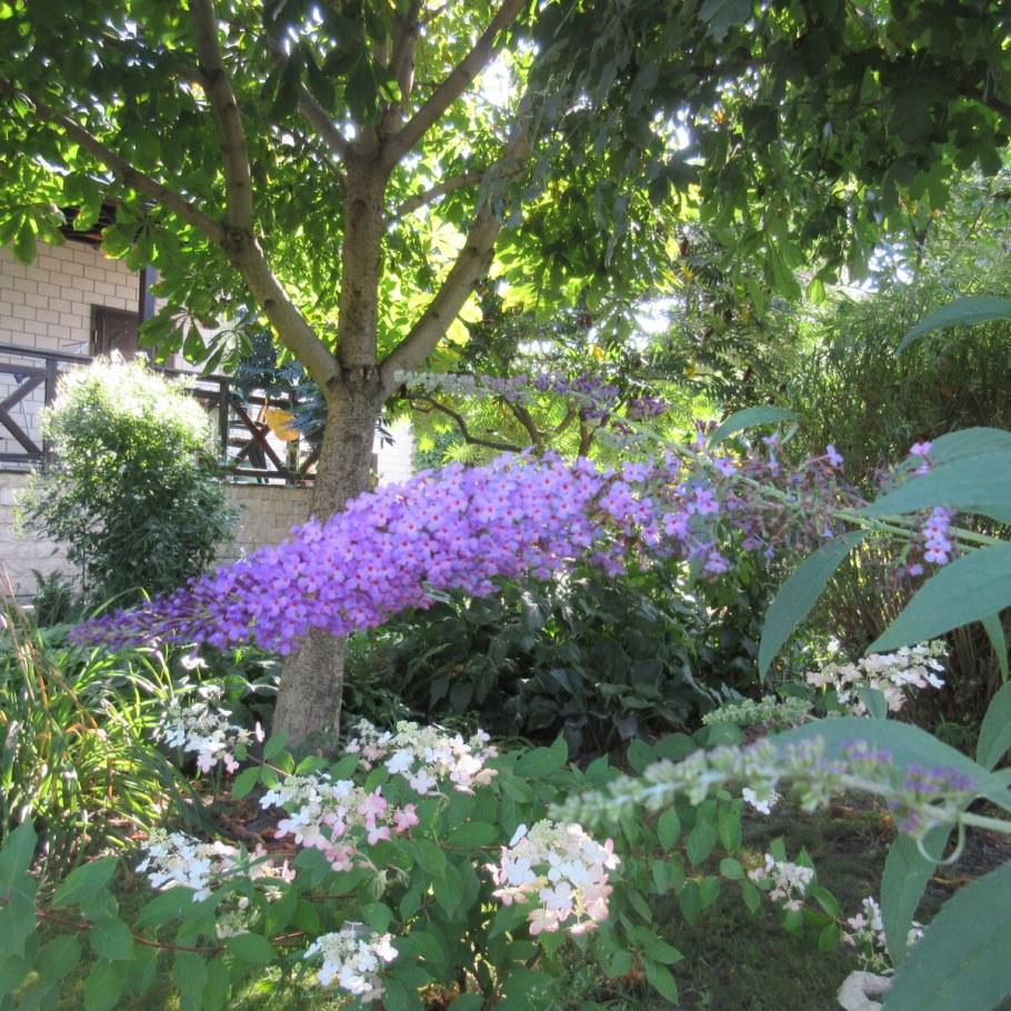 Выращивание будлеи Давида из семян в домашних условиях