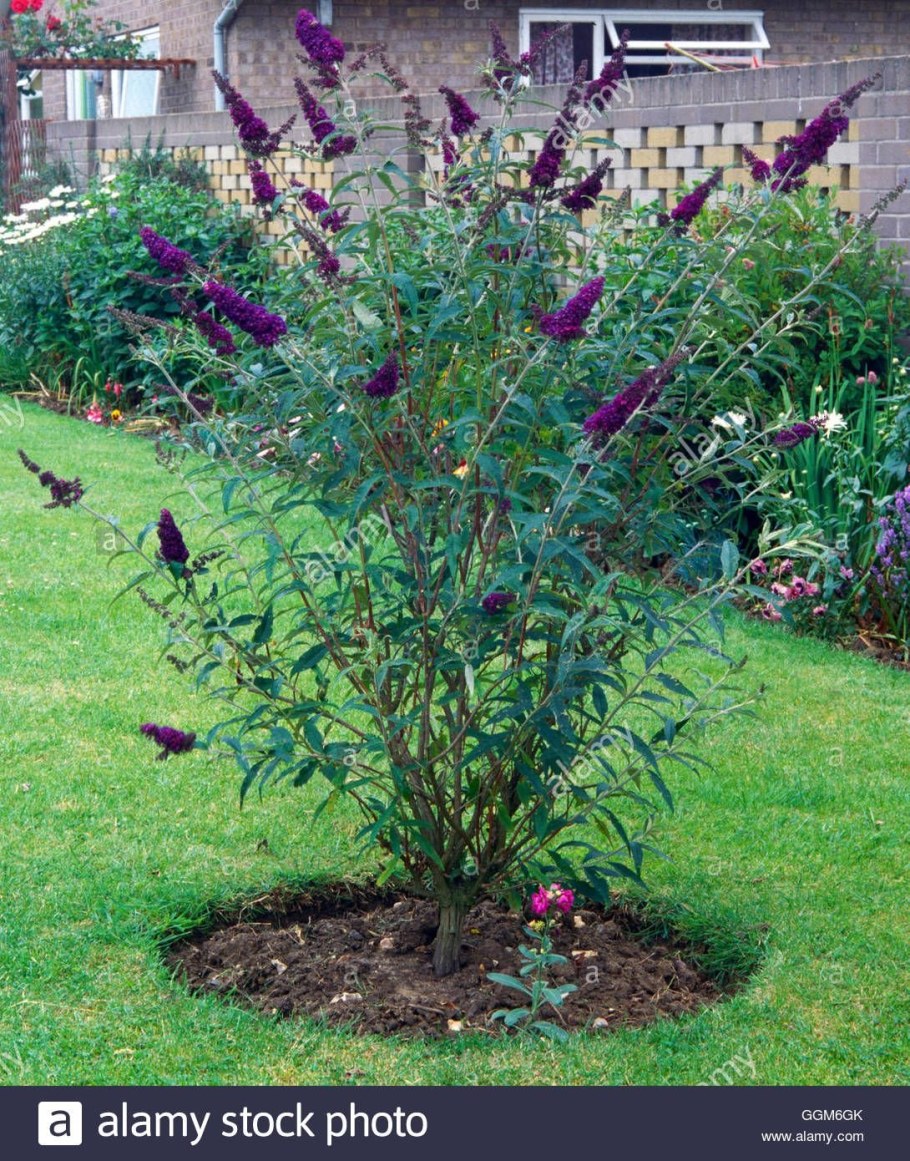 Буддлея Black Knight