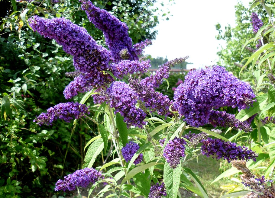 Буддлея Давида Buddleja davidii