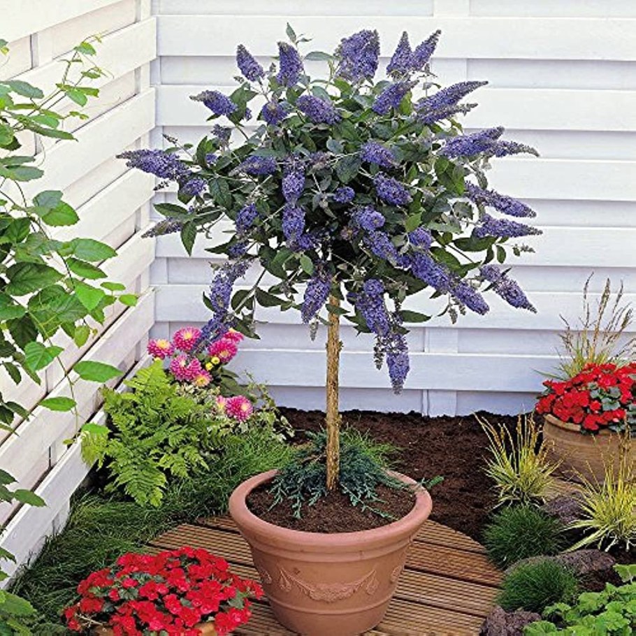 Буддлея Давида штамбовое дерево