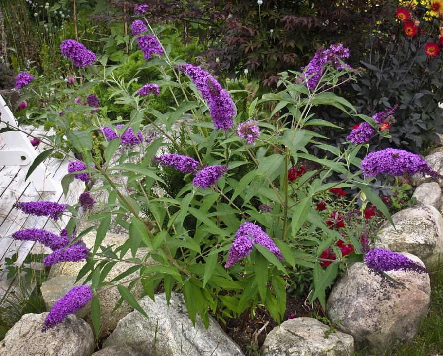 Канадская сирень Буддлея