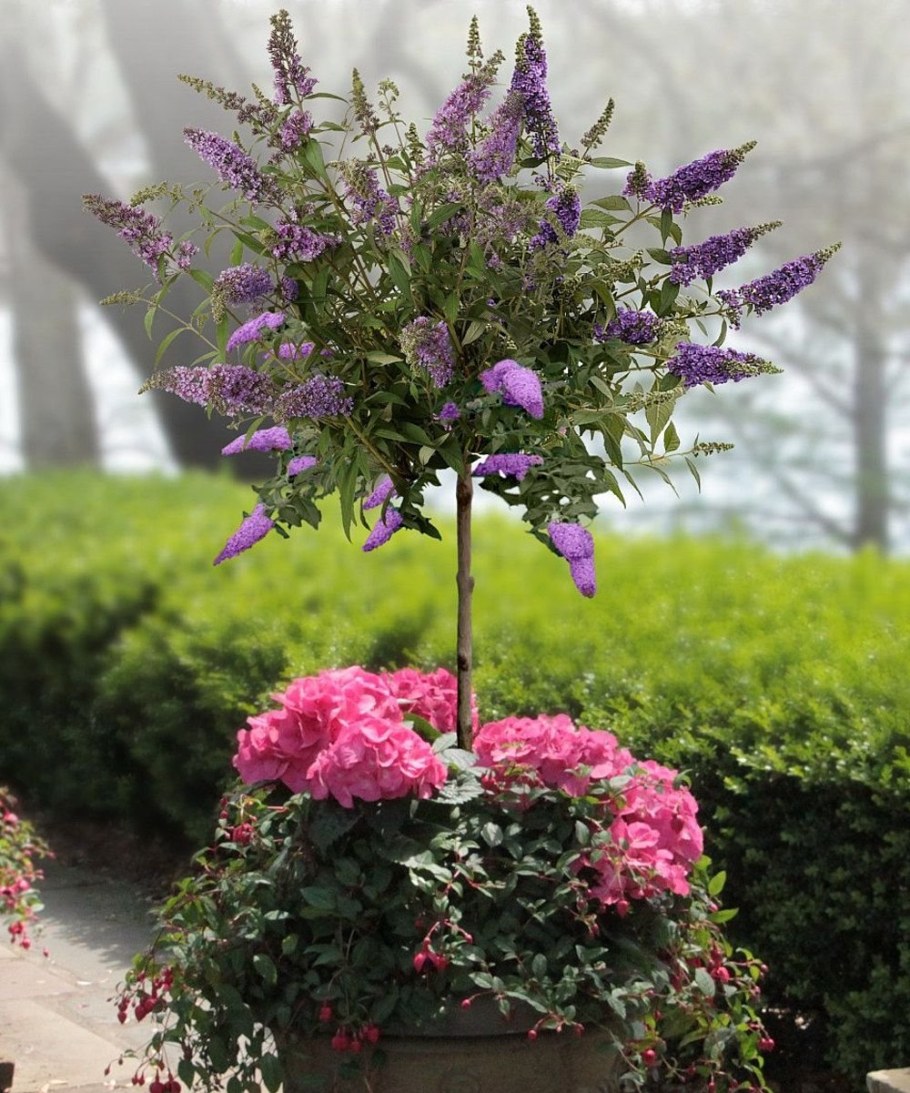 Буддлея Петит Лавендер