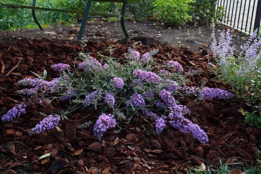 Буддлея Баттерфляй Тауэр