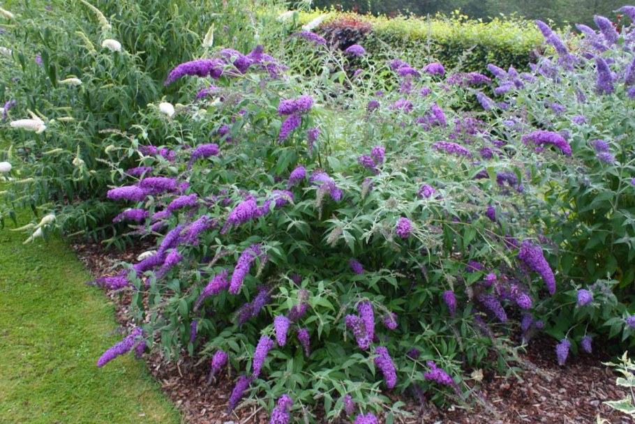 Кустарник Буддлея Давида