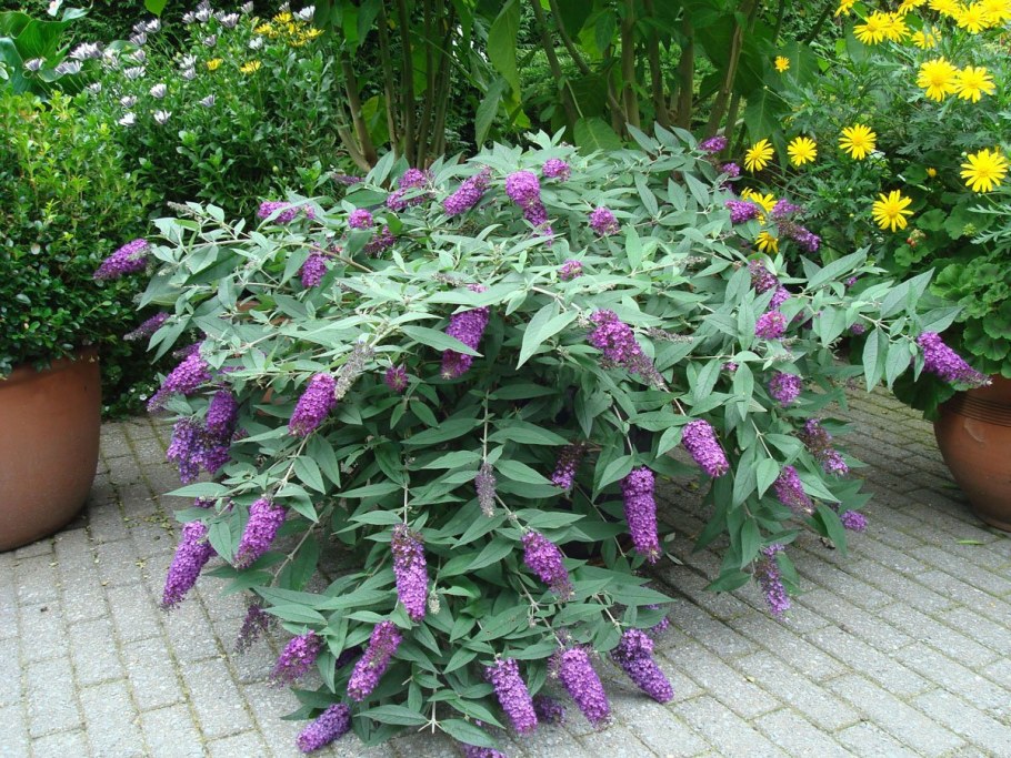 Буддлея Давида голубая