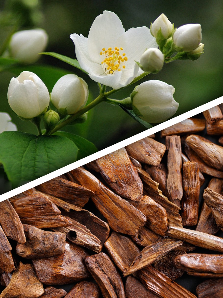 Сандаловое дерево ароматическое