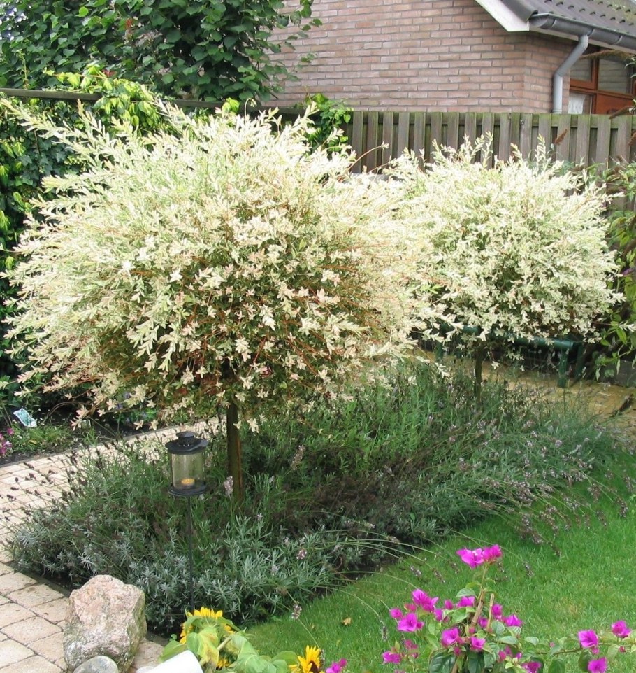 Ива Хакуро нишики