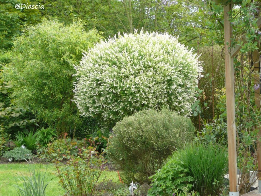 Ива шаровидная пурпурная Нана