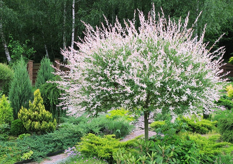 Ива декоративная Хакуро-нишики