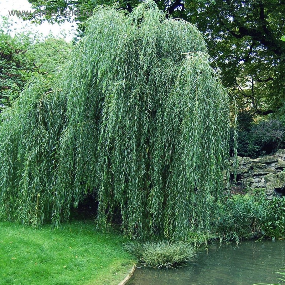 Ива Пендула плакучая