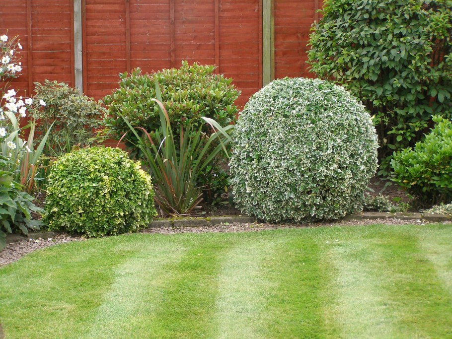 Дерен Элегантиссима (elegantissima)