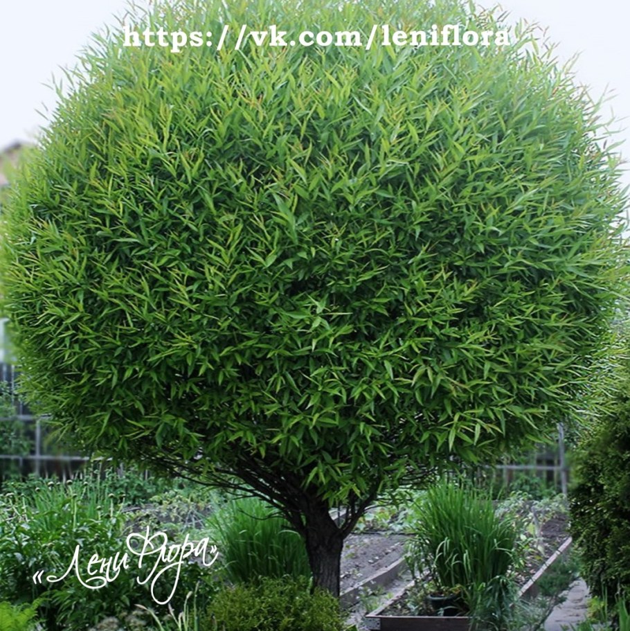 Ива ломкая шаровидная