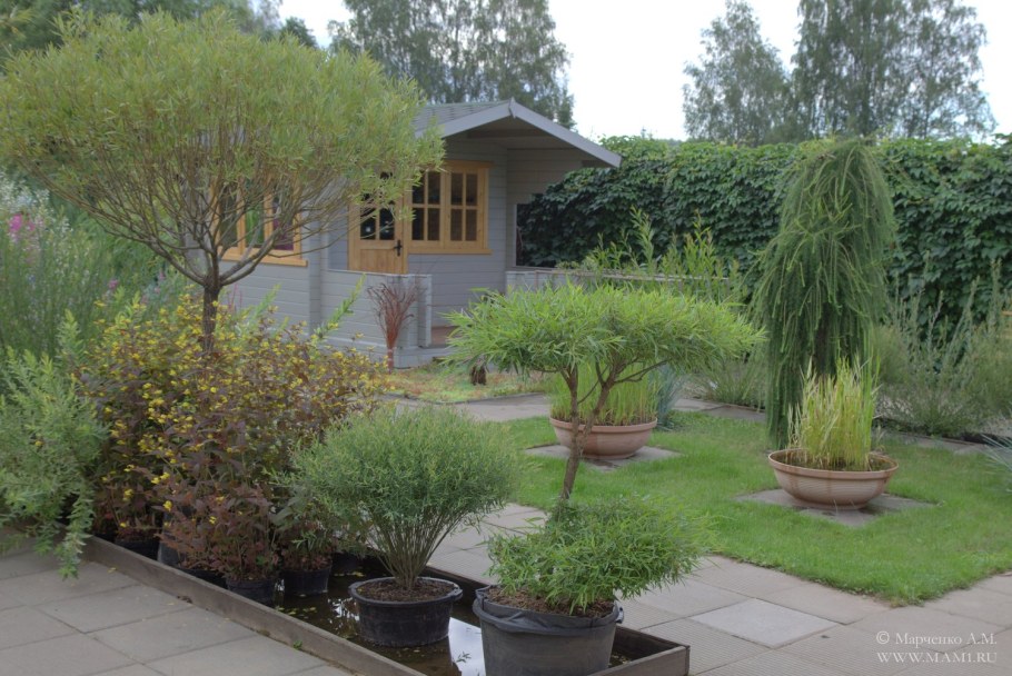 Ива шаровидная плакучая