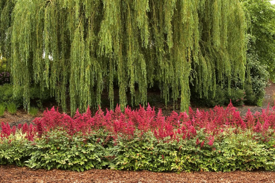 Астильба Фанал