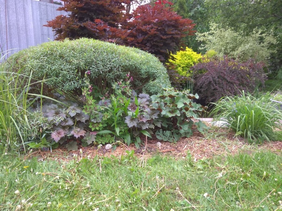 Ива пурпурная Нана Salix purpurea Nana