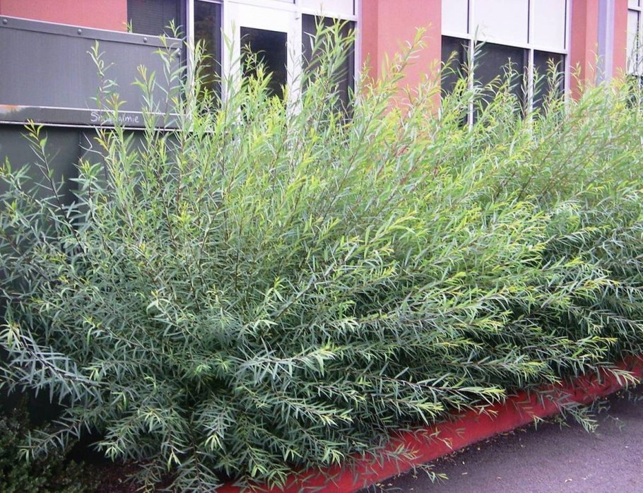 Ива пурпурная Salix purpurea