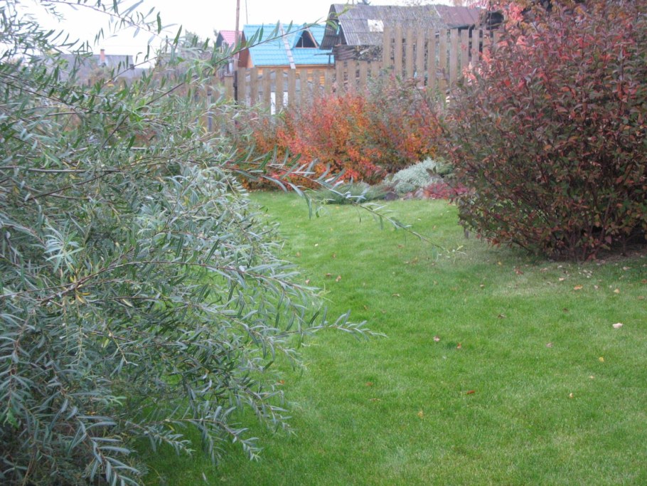 Ива пурпурная Живая изгородь