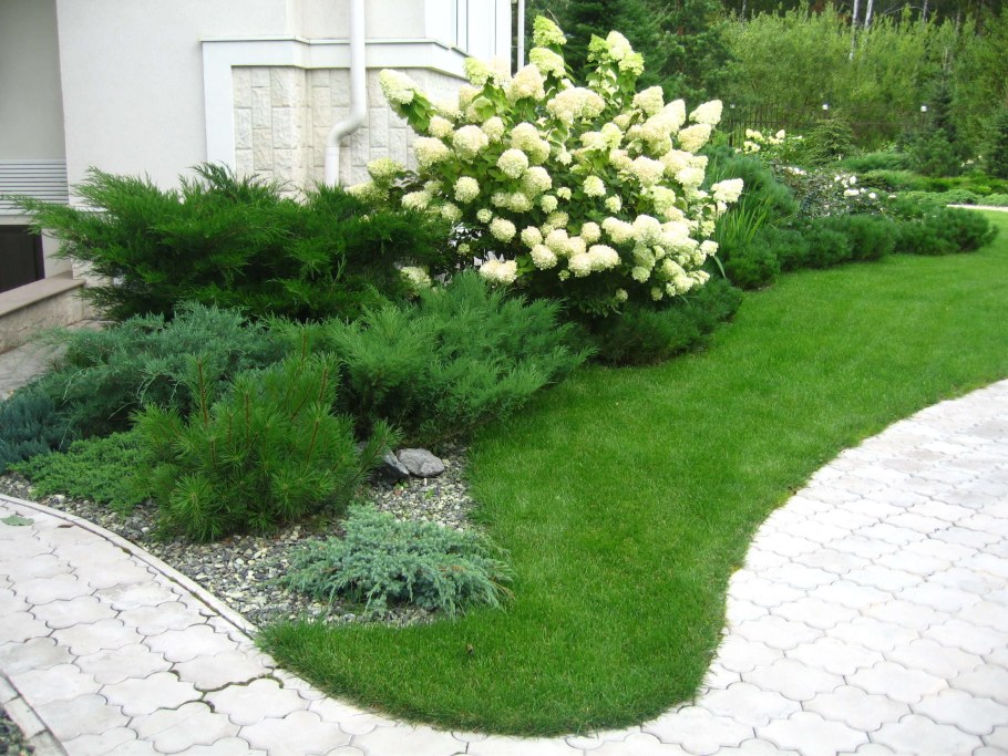 Можжевельник казацкий в миксбордере