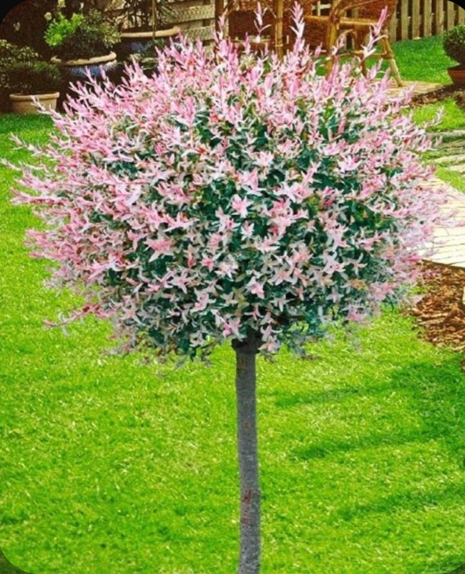 Ива цельнолистная (Salix Integra Hakuro Nishiki)