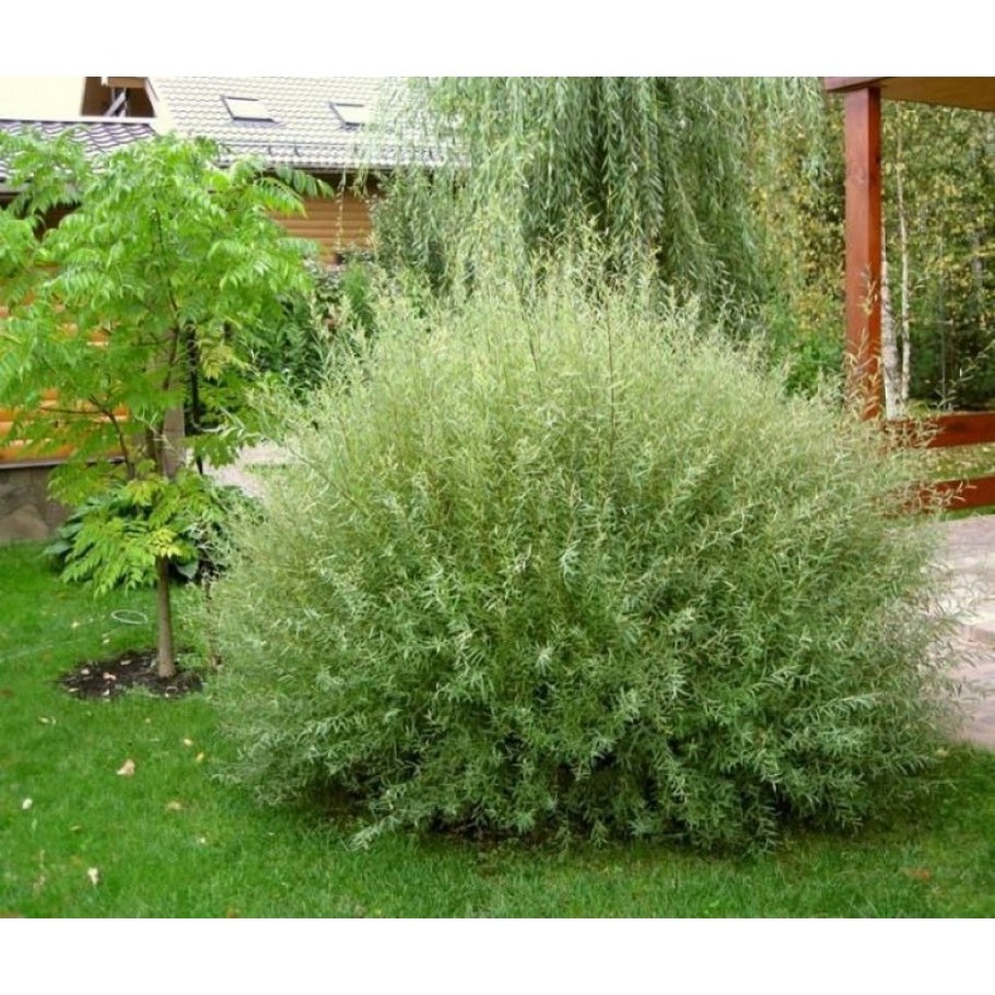 Ива пурпурная Грацилис