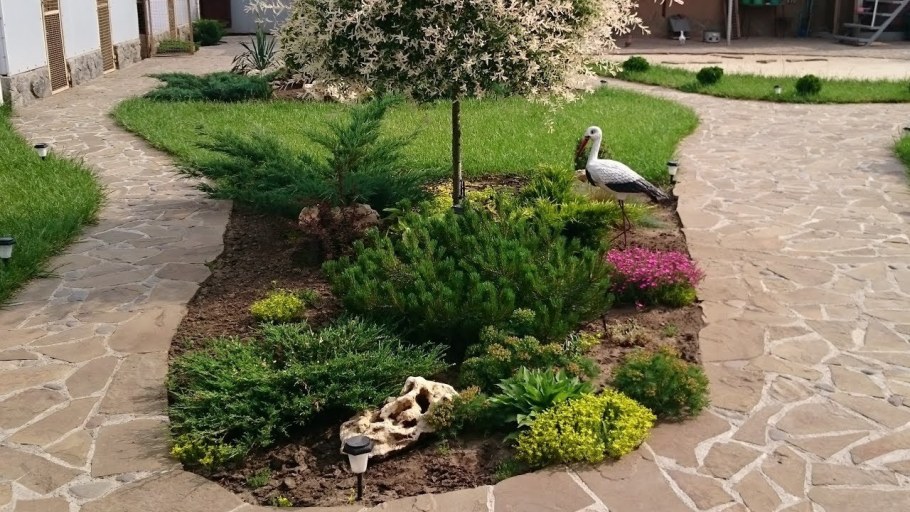 Штамбовая Ива Хакуро нишики