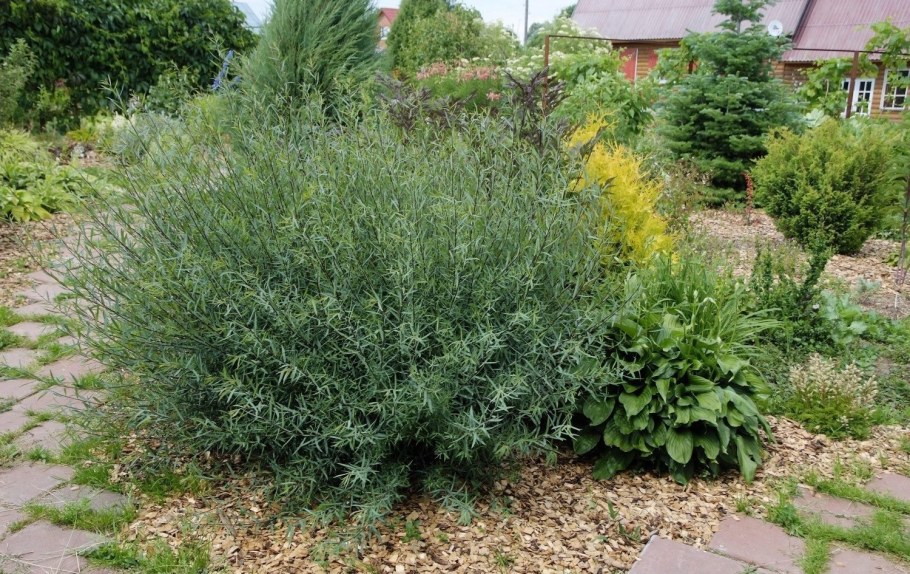 Ива пурпурная Грацилис Нана