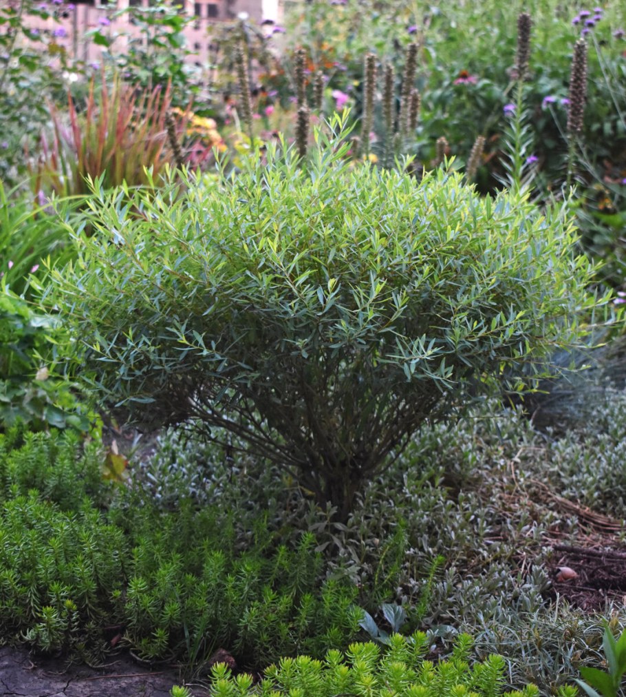 Ива Нана и злаковые