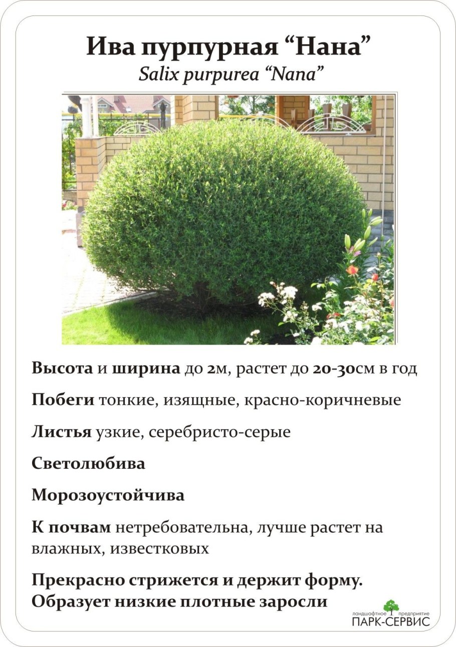 Ива пурпурная Нана высота и диаметр кроны