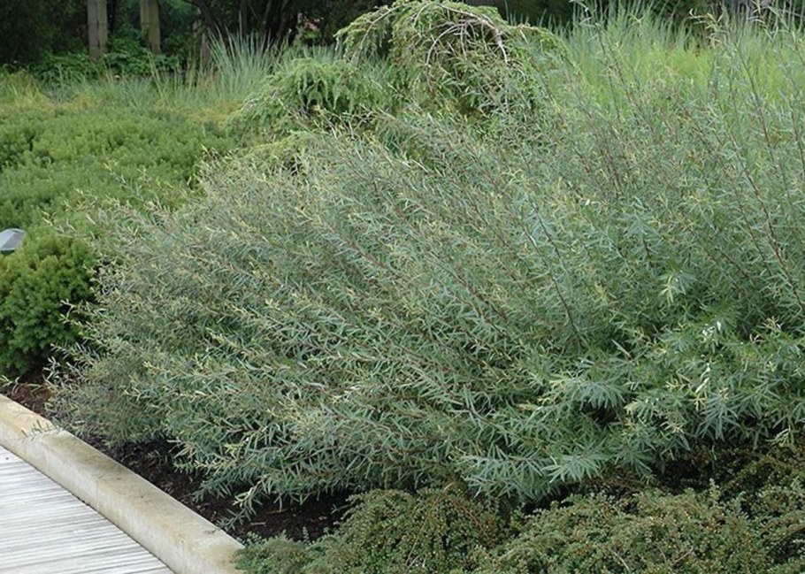 Ива пурпурная Нана изгородь