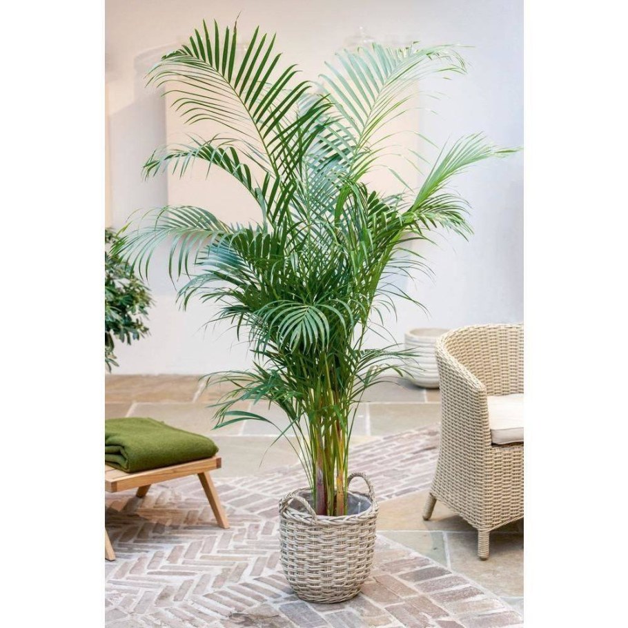 Пальма финик Робелена