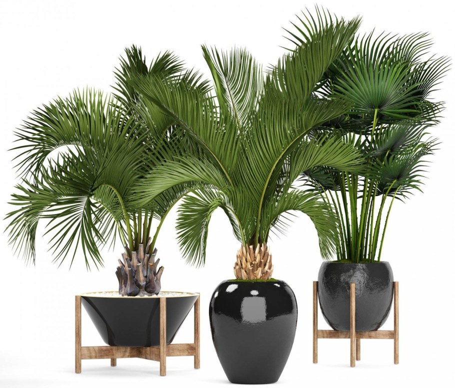 Финиковая Пальма в горшке