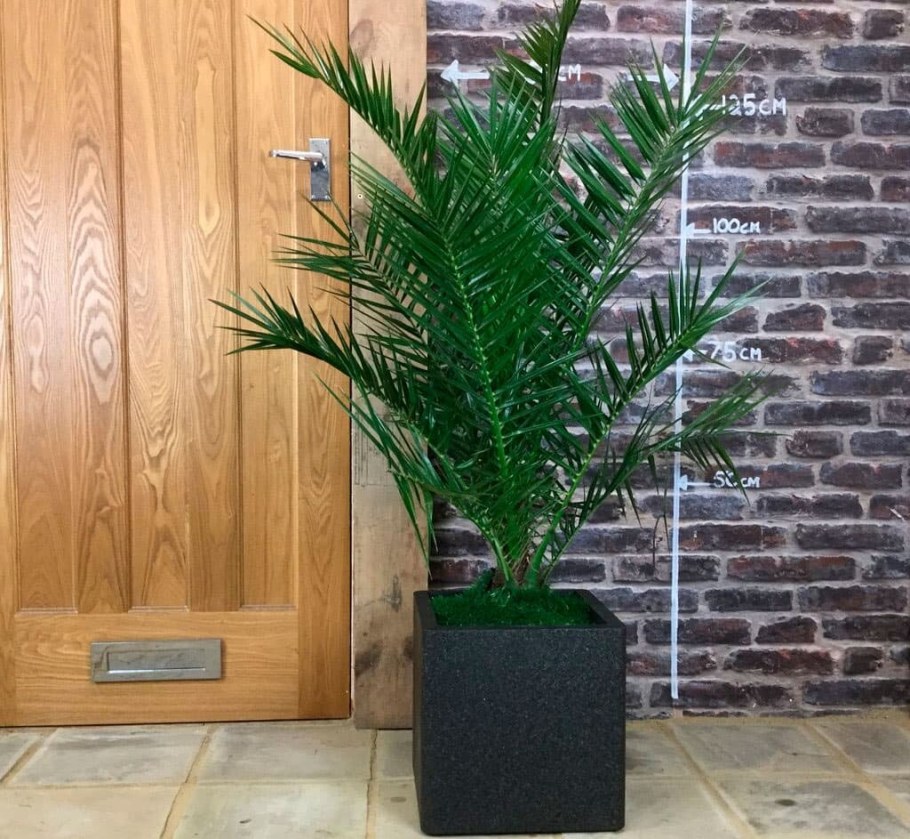 Финик Канарский