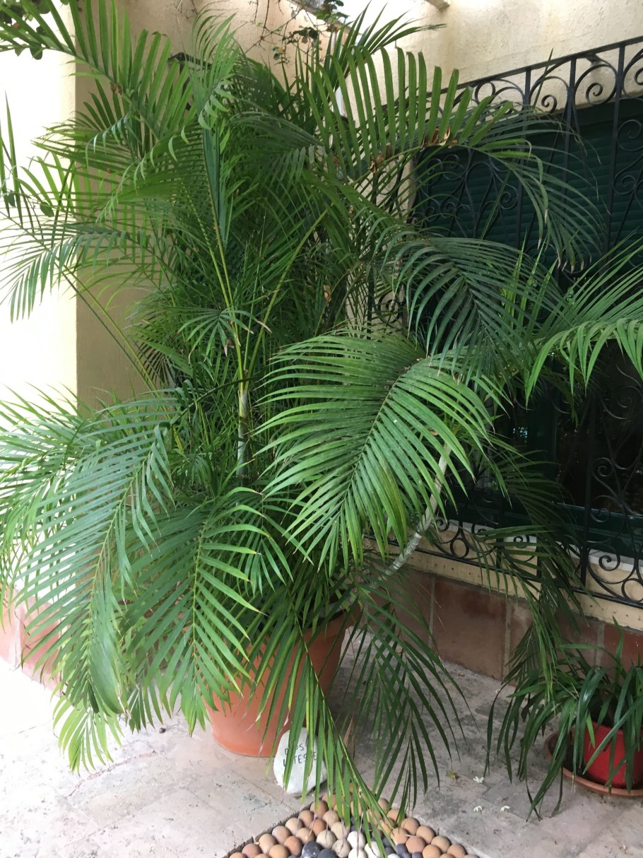 Пальма робелини