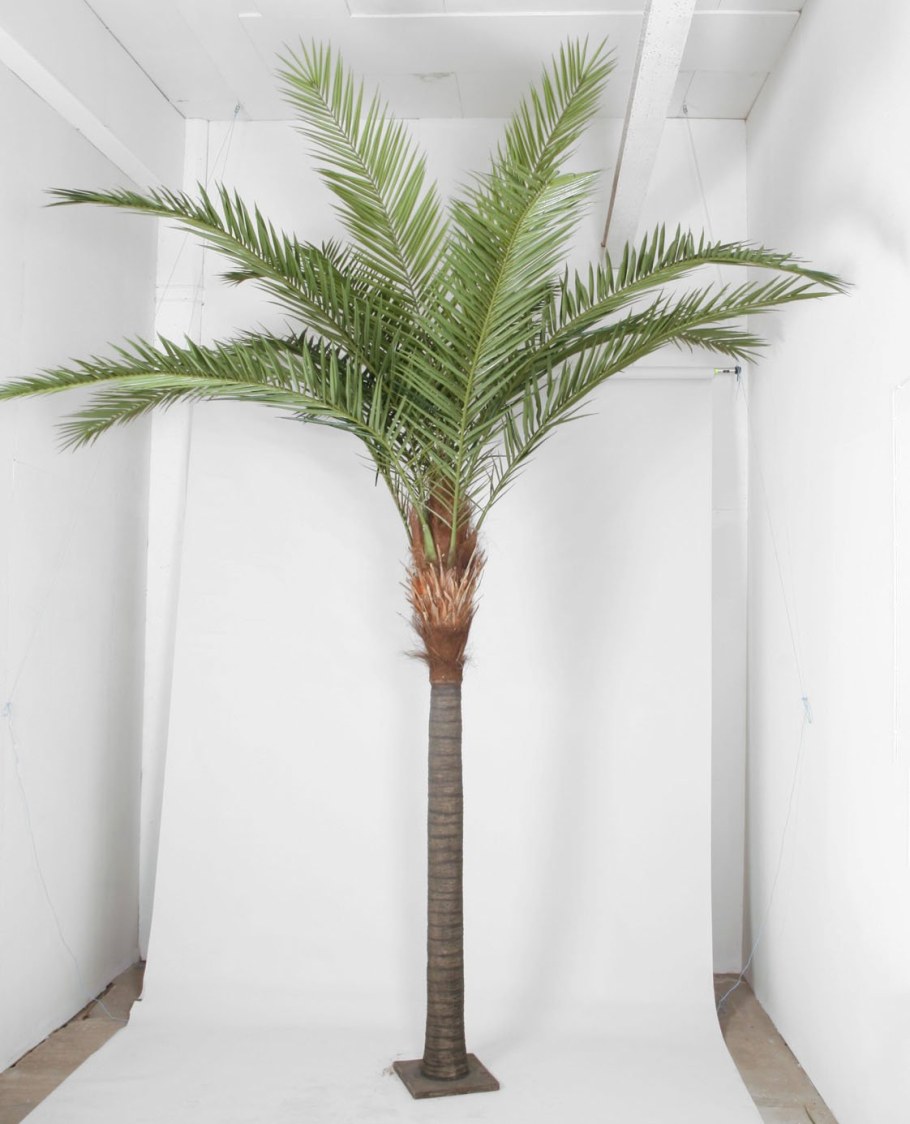 Драцена финиковая Пальма