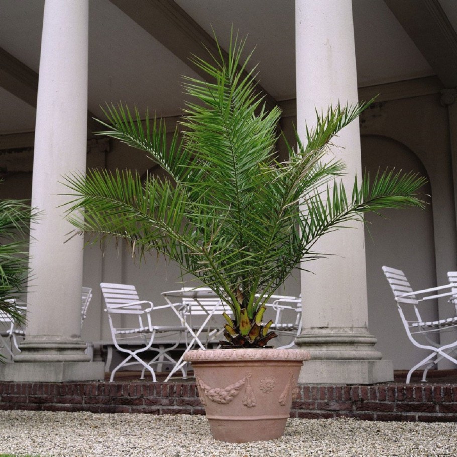 Пальма Phoenix canariensis